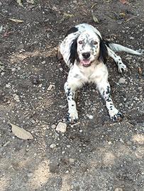 setter inglese - Animali In vendita a Messina