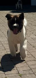 Cucciolo Akita americano