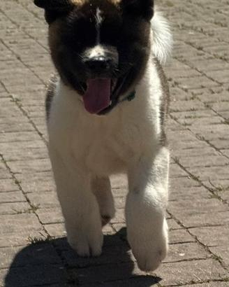 Cucciolo Akita americano