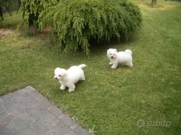 Cuccioli razza Bolognese pedigree ENCI