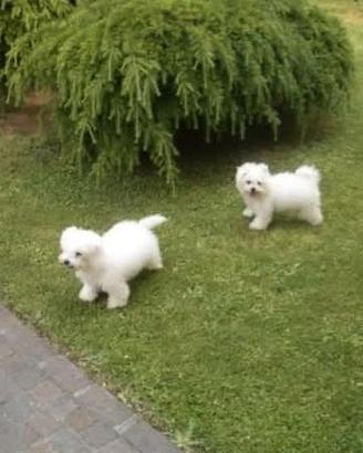 Cuccioli razza Bolognese pedigree ENCI