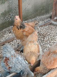 Pulcinotti Brahma