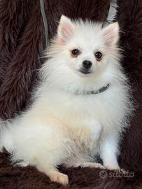 Volpino di Pomerania