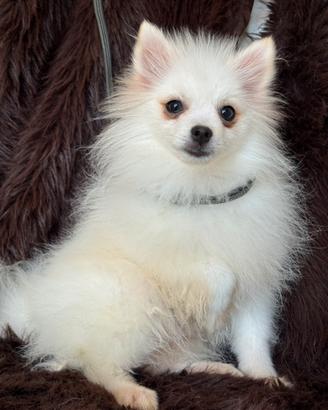 Volpino di Pomerania