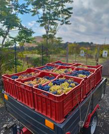 cassette raccolta uva ecc,,,