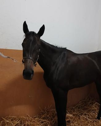 Cavalla PSI 4 anni