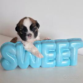 Cuccioli Shih Tzu con pedigree  ENCI Shihtzu