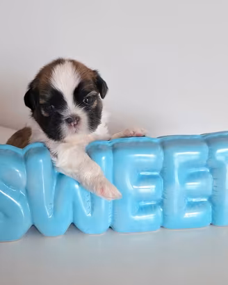 Cuccioli Shih Tzu con pedigree  ENCI Shihtzu