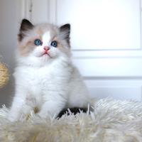 Stupendo cucciolo ragdoll con pedigree ministerial