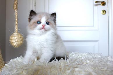 Stupendo cucciolo ragdoll con pedigree ministerial