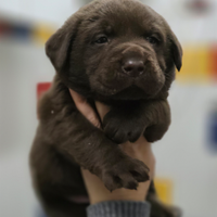 Cuccioli di Labrador Retriever