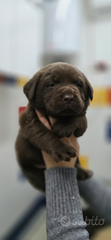 Cuccioli di Labrador Retriever