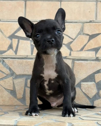 Chiwawa