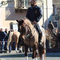 Cavalla per principianti