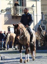 Cavalla per principianti