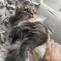 Scopp accoppiamento gatto siberiano con petigree