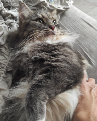 Scopp accoppiamento gatto siberiano con petigree