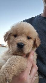 Golden retriever americano