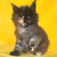 Cucciolo maine coon black tortie silver con pedigr