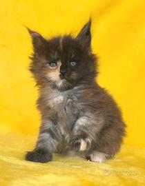 Cucciolo maine coon black tortie silver con pedigr
