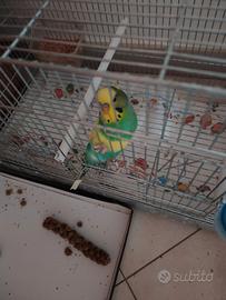 Cocorita allevata a mano