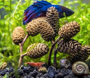 kit 15 pigne d'ontano pH acquario 