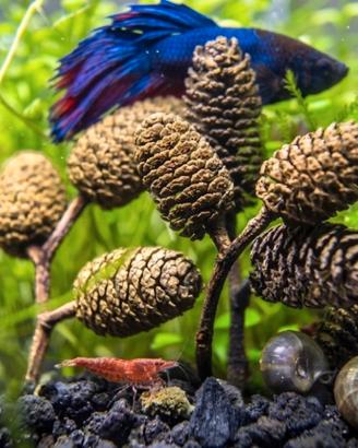 kit 15 pigne d'ontano pH acquario 