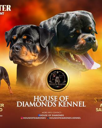 Cuccioli Rottweiler