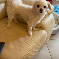 Maltese toy da monta