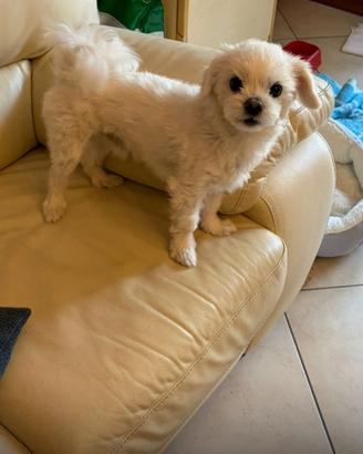 Maltese toy da monta