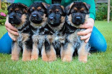 Cuccioli di pastore tedesco