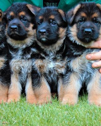Cuccioli di pastore tedesco