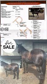 Meraviglioso Puledro Paint total black