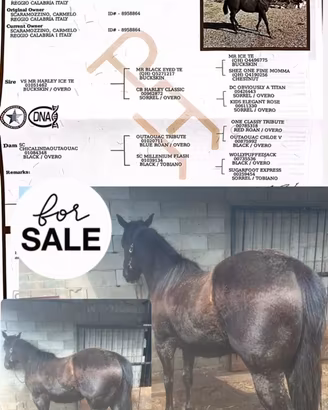 Meraviglioso Puledro Paint total black