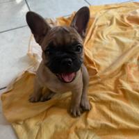 Cucciola bulldog francese