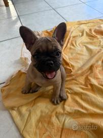 Cucciola bulldog francese