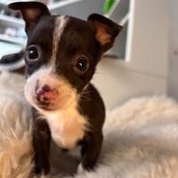 Pincher chihuahua cucciola mini toy