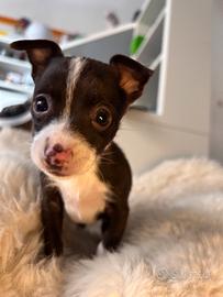 Pincher chihuahua cucciola mini toy