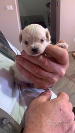 Maltesi toy linea sangue coreano