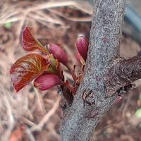 PIANTA DA GIARDINO, ALBERO DI GIUDA FIORE FUCSIA 