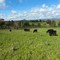 Manze e vitelli Angus