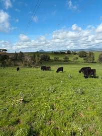 Manze e vitelli Angus