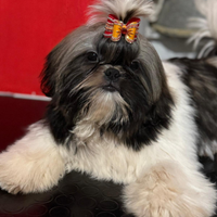 Shih Tzu con pedigree