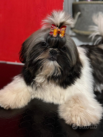 Shih Tzu con pedigree