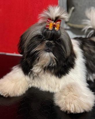 Shih Tzu con pedigree