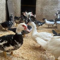 Anatre mute (esemplari di Cairina moschata)