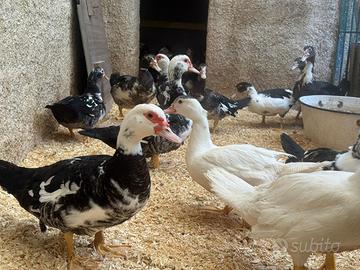 Anatre mute (esemplari di Cairina moschata)