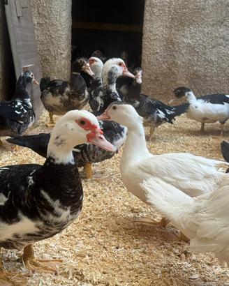 Anatre mute (esemplari di Cairina moschata)