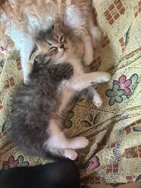 Cuccioli di persiano