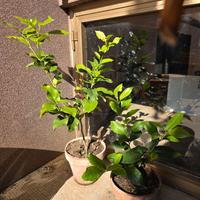 N. 2 piantine limoni